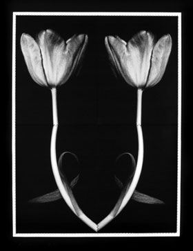 Amphora