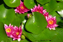 C11