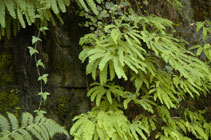 D16