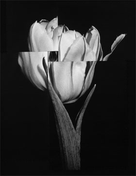 Interview With a Tulip Soul
